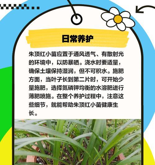 朱顶红的标签应该如何选择？