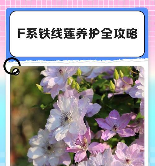 铁线莲冬季修根后的养护管理方法？