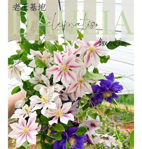 铁线莲冬季修根后的养护管理方法？