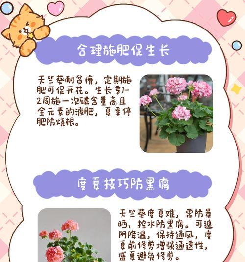 天竺葵盆栽红粉的养护方法是什么？如何保持其鲜艳？