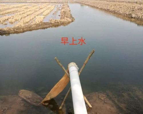 秋稻播种的最佳时间是什么时候？