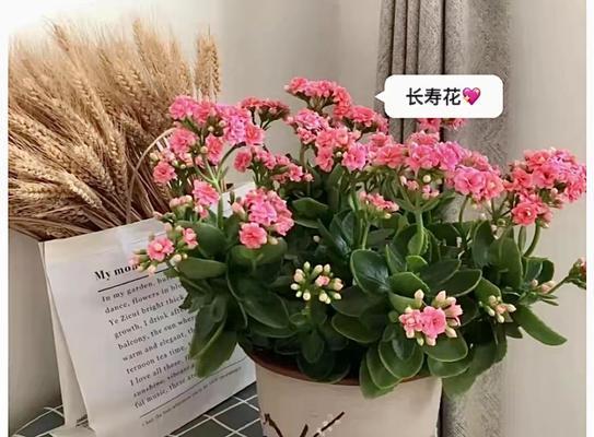 阳台种什么花吉利又旺财运？有哪些推荐？