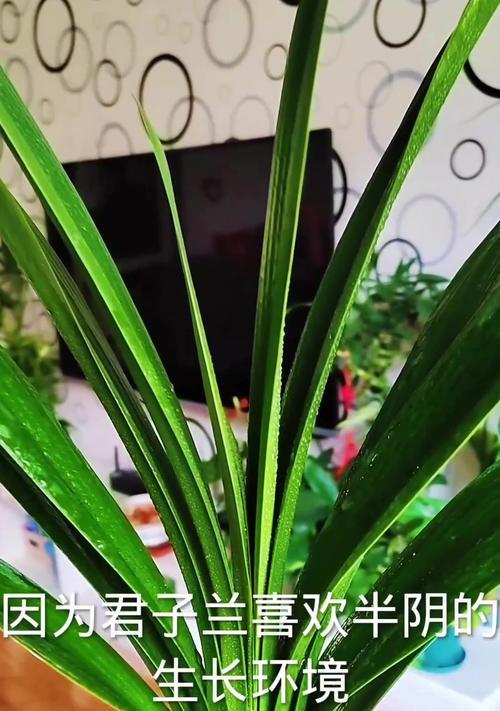 君子兰根部生长缓慢如何促进？