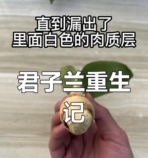 君子兰不发芽怎么养才能重新发芽？