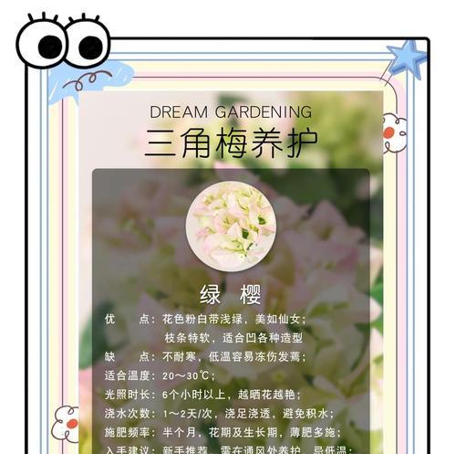 红花绿叶的三角梅怎么养？有哪些注意事项？