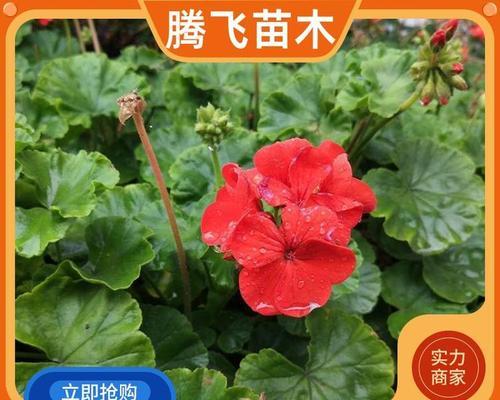 红色天竺葵苗如何养护？有哪些常见的养护技巧？