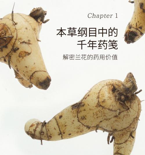 白化兰科植物有哪些种类？它们的特点是什么？