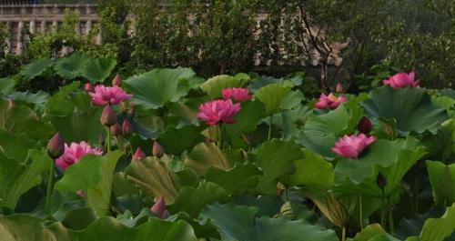 盂县水生植物有哪些品种？它们的生长习性如何？
