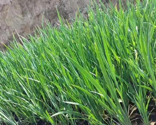 盂县水生植物有哪些品种？它们的生长习性如何？