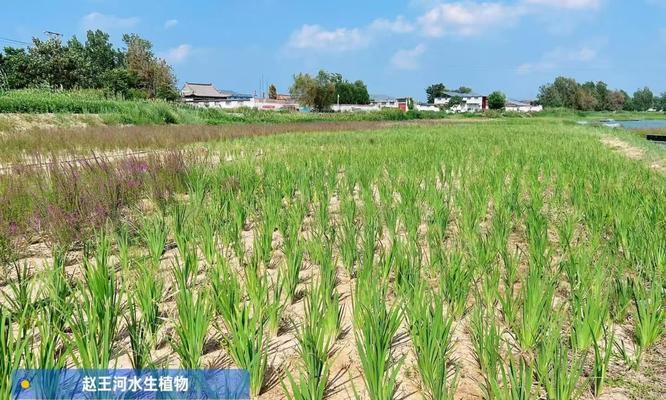 盂县水生植物有哪些品种？它们的生长习性如何？