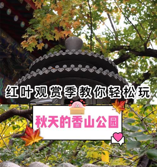 红叶积木叶子发黄应如何处理？
