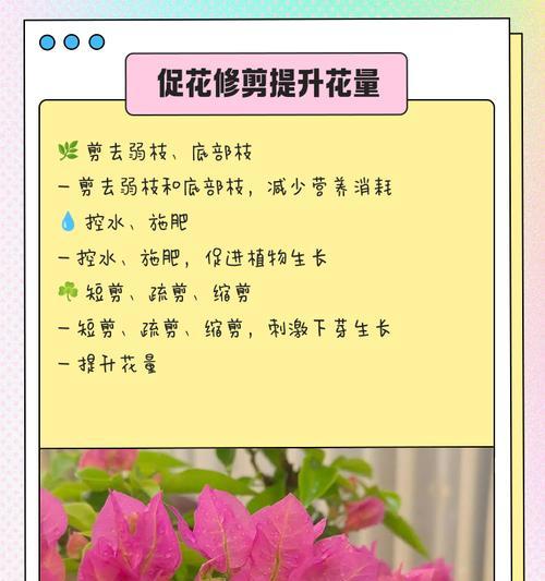 三角梅侧枝过多如何修剪和管理？
