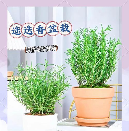 香草包括哪些植物？它们的特性是什么？