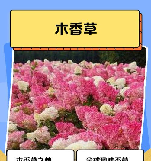香草包括哪些植物？它们的特性是什么？