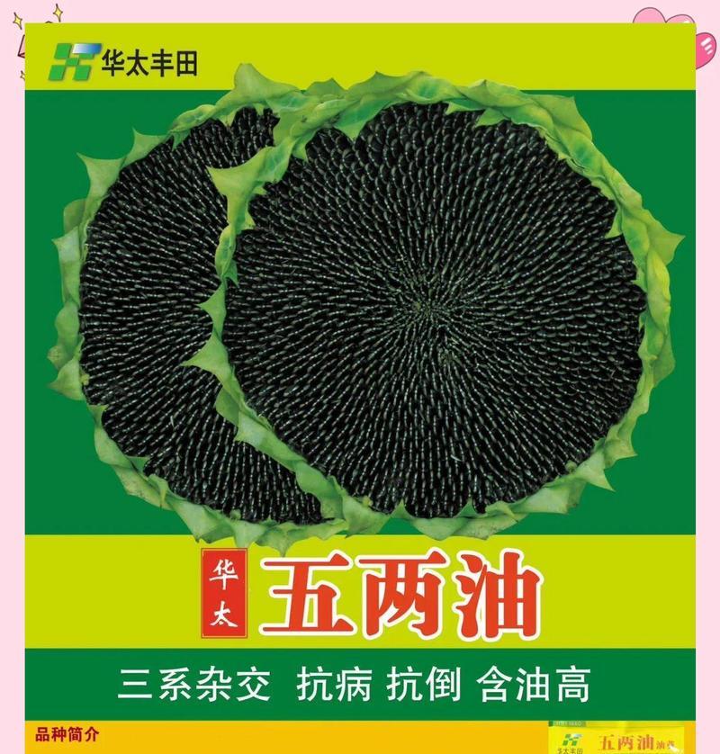 油葵花最佳播种季节是什么时候？