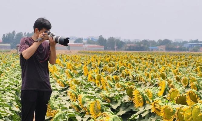 油葵花最佳播种季节是什么时候？
