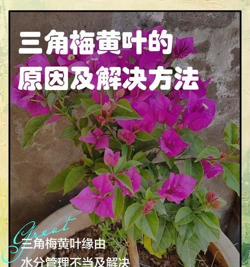 三角梅根变红的原因是什么？如何解决三角梅根变红的问题？