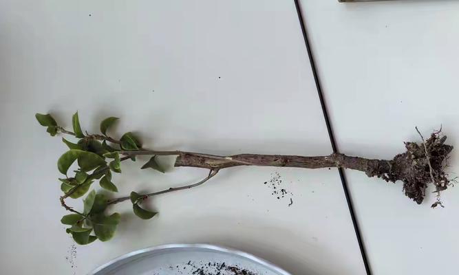 三角梅根变红的原因是什么？如何解决三角梅根变红的问题？