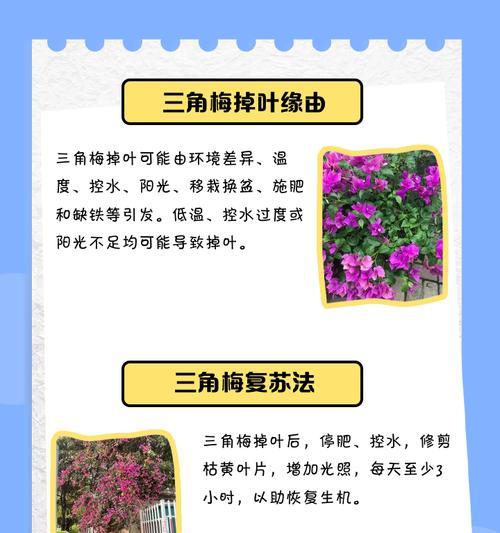 三角梅根变红的原因是什么？如何解决三角梅根变红的问题？