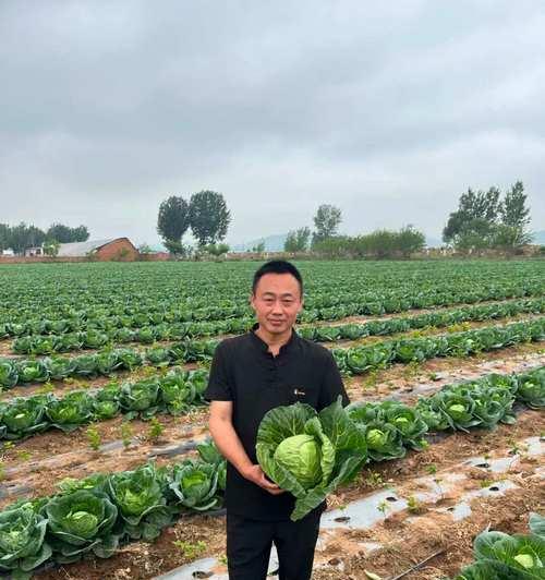 甘蓝亩产栽培技术要点有哪些？如何提高甘蓝的产量和品质？