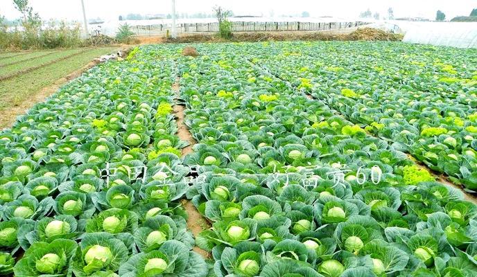甘蓝亩产栽培技术要点有哪些？如何提高甘蓝的产量和品质？