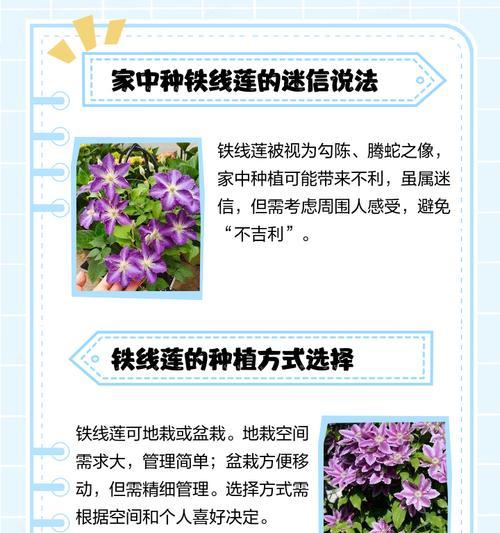 海妈铁线莲重瓣好养吗？应该如何养护？