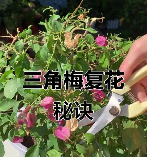粗点的三角梅修剪方法是什么？如何正确修剪粗点的三角梅？