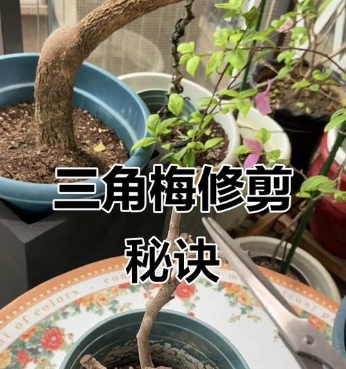 粗点的三角梅修剪方法是什么？如何正确修剪粗点的三角梅？