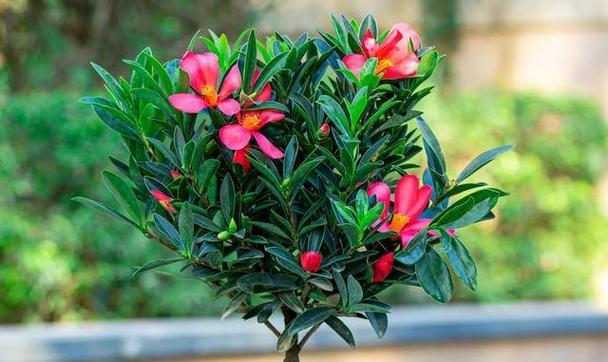 过年后适合播种的花卉有哪些？