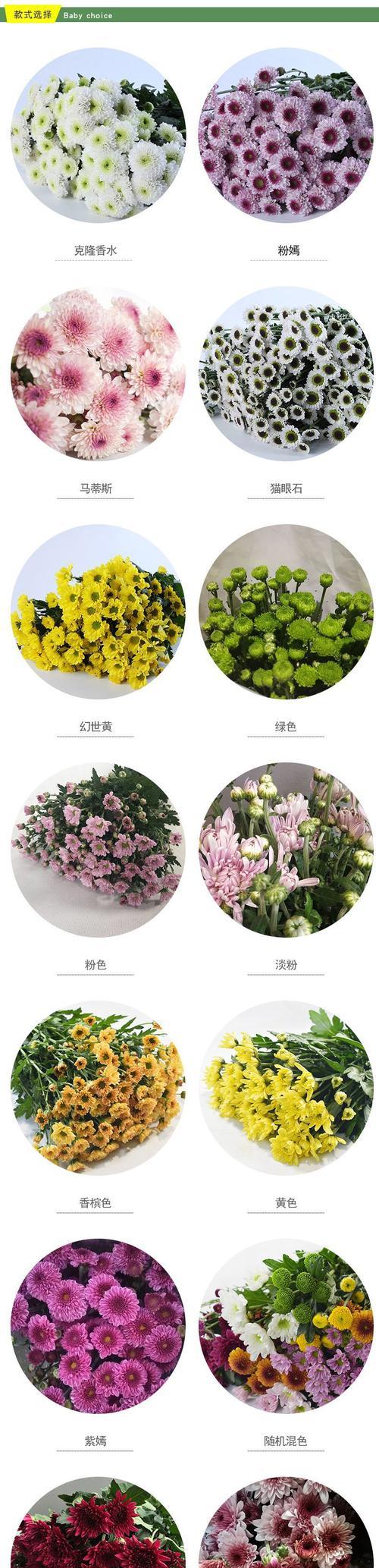 雏菊切花的栽培技术及管理要点是什么？