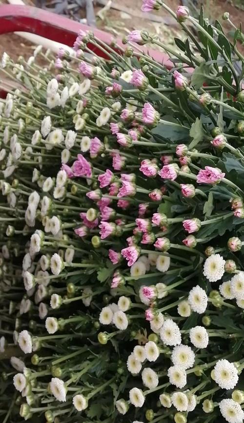 雏菊切花的栽培技术及管理要点是什么？