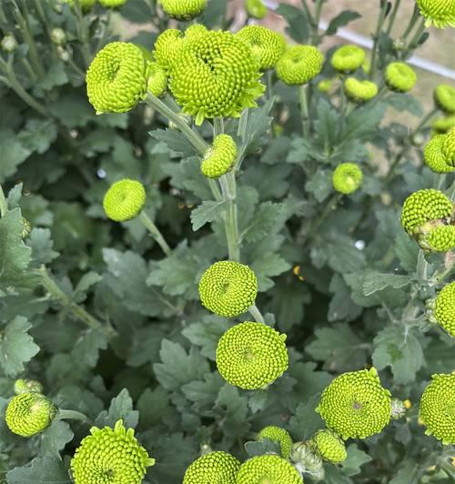 雏菊切花的栽培技术及管理要点是什么？