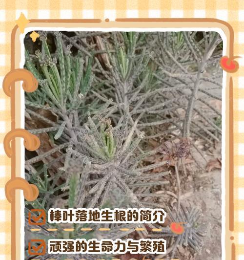 植物生根后叶子干枯发黄是什么原因？