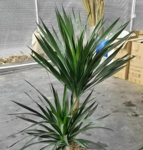 植物生根后叶子干枯发黄是什么原因？