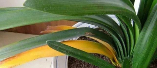 植物生根后叶子干枯发黄是什么原因？