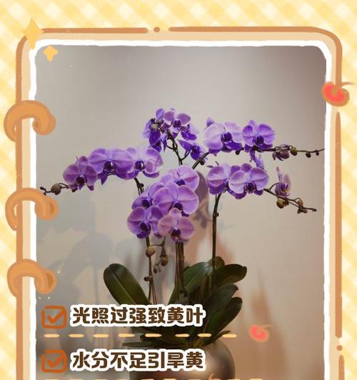剑兰根部发黄后就叶子掉了怎么了？原因是什么？