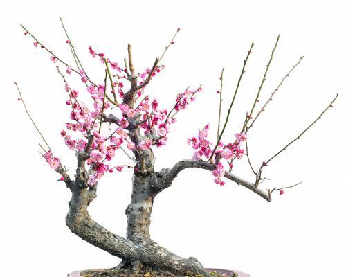 艺枝盆景梅花的养护要点有哪些？