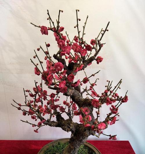 艺枝盆景梅花的养护要点有哪些？