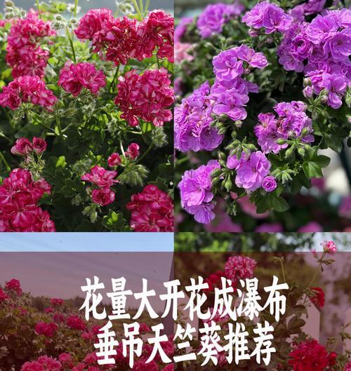 垂天天竺葵修剪枝条的正确步骤？