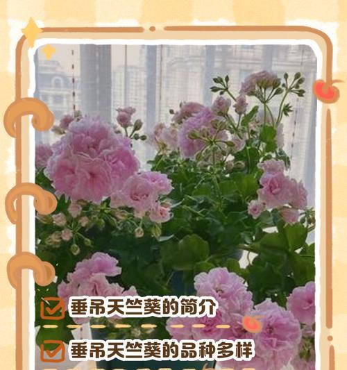 垂天天竺葵修剪枝条的正确步骤？
