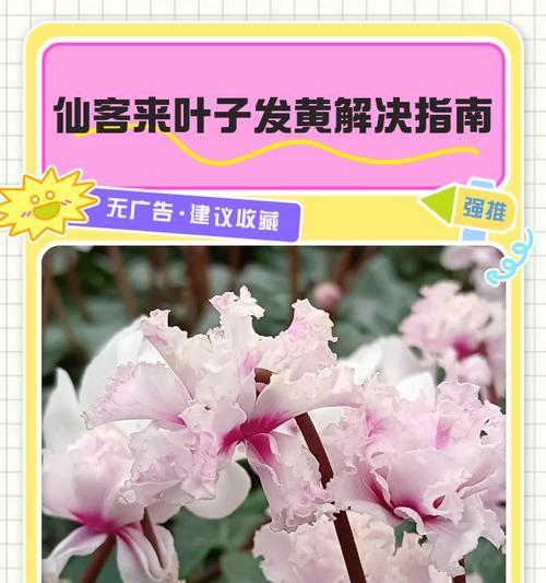 聚宝盆根部叶子发黄的原因及解决方法？