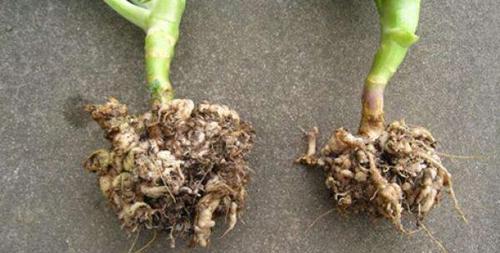 木本植物小飞虫的防治方法是什么？