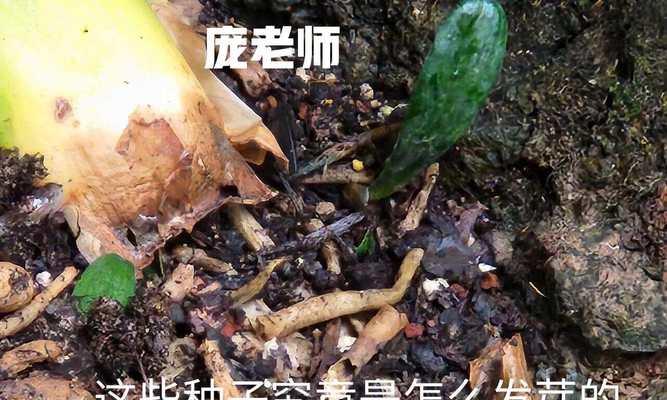 君子兰修根上盆后如何浇水？正确的浇水步骤是什么？