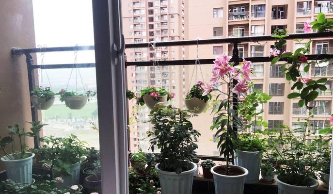 阳台适合种植哪些好看又飘逸的花？