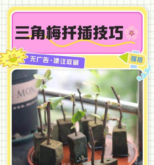 三角梅嫩枝长刺的修剪方法是什么？