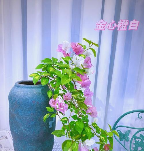 三角梅嫩枝长刺的修剪方法是什么？