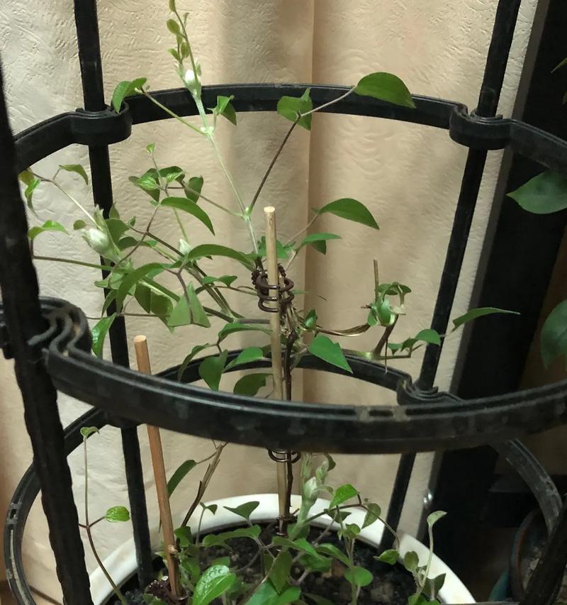 铁线莲早期开花颜色浅是什么原因？如何解决？