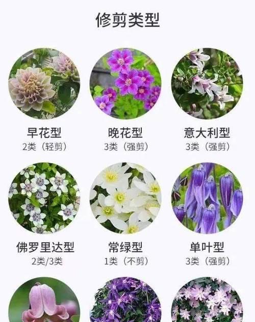 铁线莲早期开花颜色浅是什么原因？如何解决？