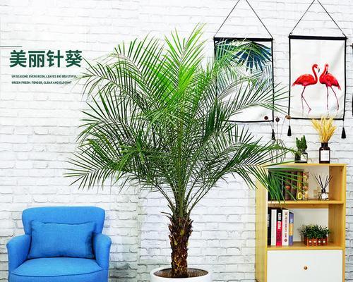 客厅适合哪些观赏植物？
