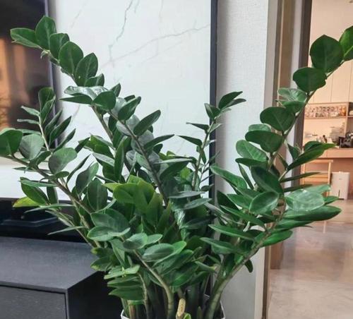 客厅适合哪些观赏植物？